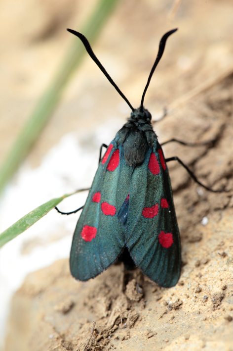 Zygaena lavandulae?